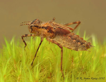 Epitheca cynosura, nymph